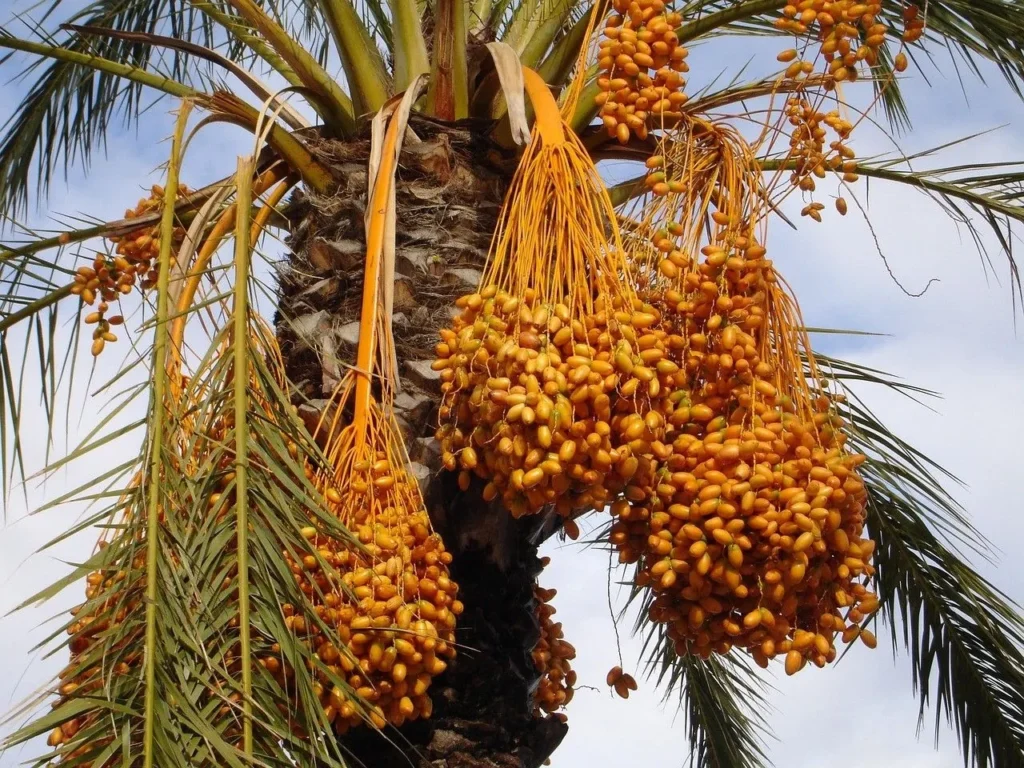 تمر ناضج يتدلى من نخلة