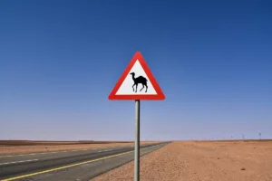 Camel crossing warning sign beside an empty desert highway in north western Saudi Arabia (not on the Makkah to Madinah road)
