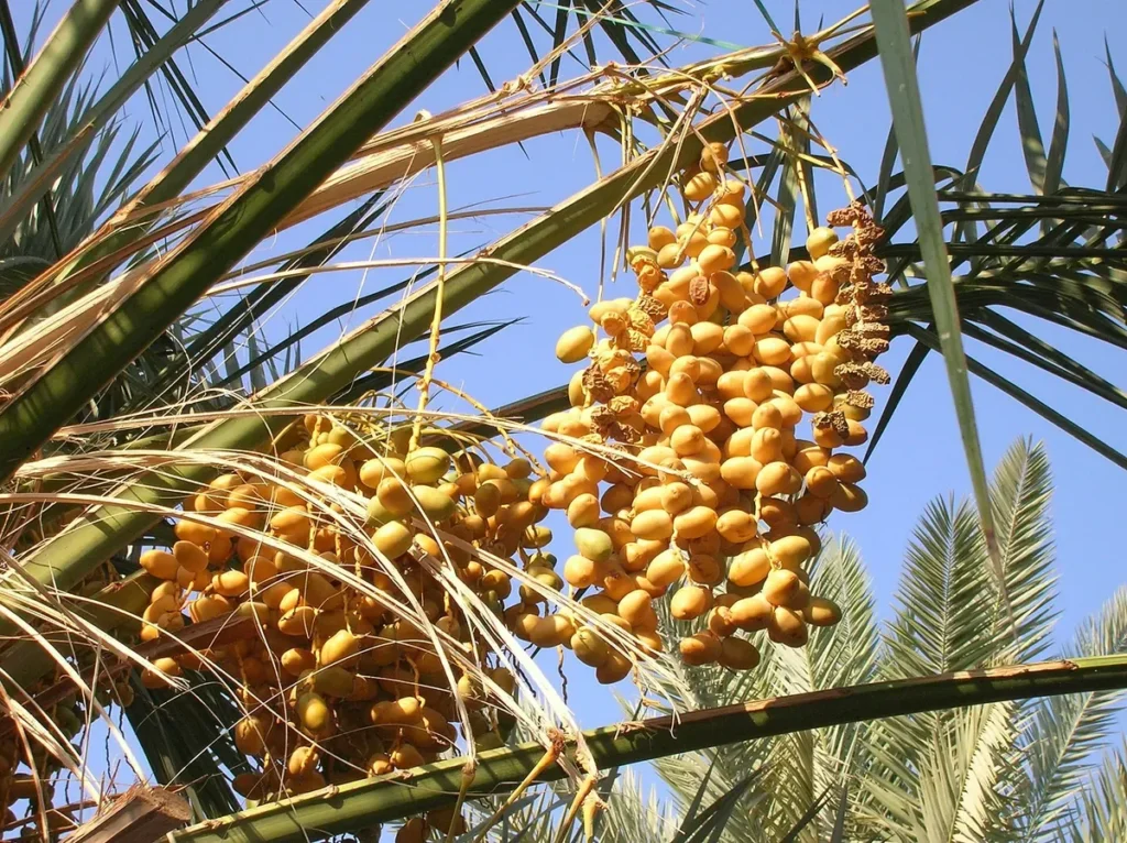 Bunches of ripening yellow dates hanging on a palm at a date farm in Madinah