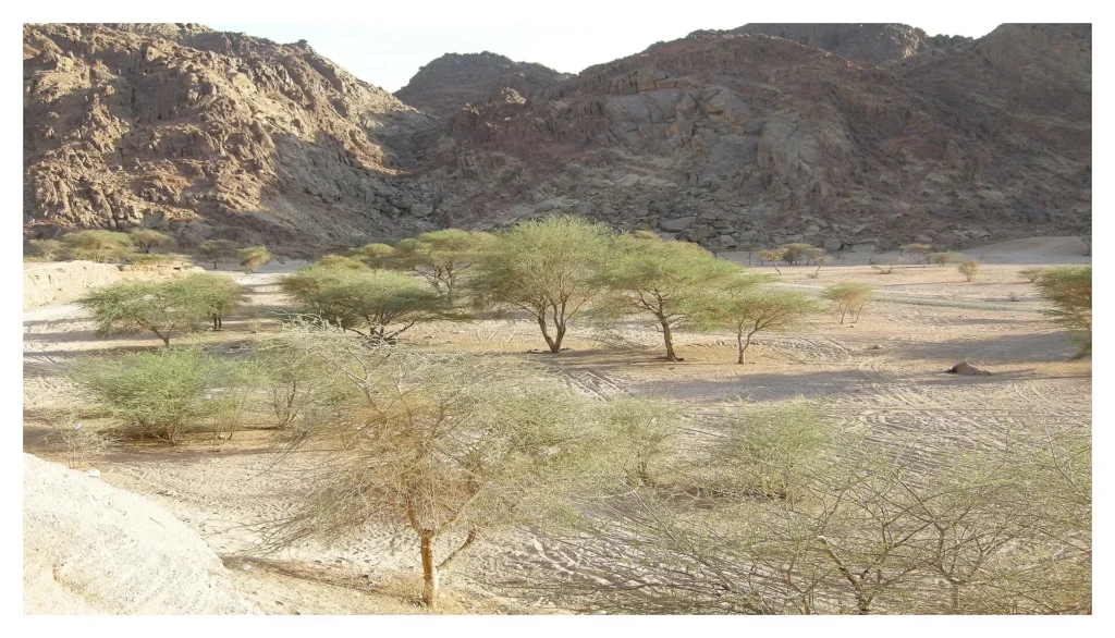 Acacia trees on the sandy floor of Wadi al-Jinn below dark rocky hills, north of Madinah